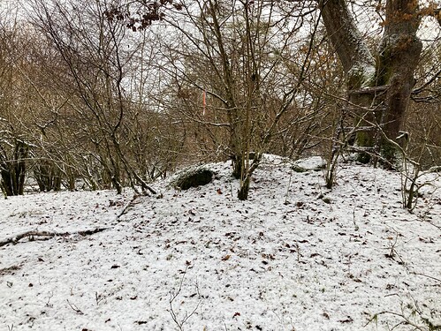 Oak, mature and young stools