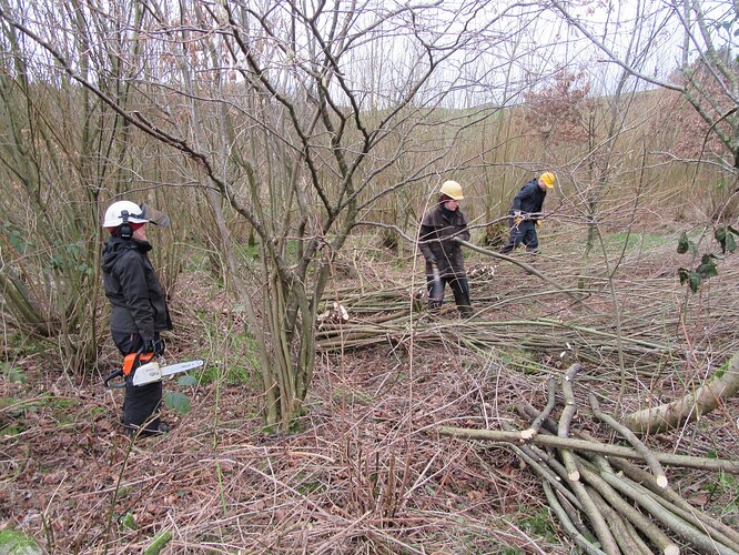 Coppicing with family volunteers, January 2024; Lumag power barrow in March Wood, March 2025