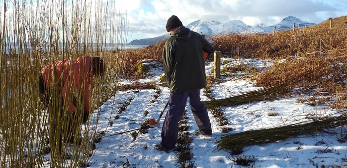 Harvesting with a hedge cutter attachment