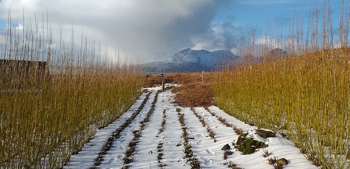 Willow field in snow