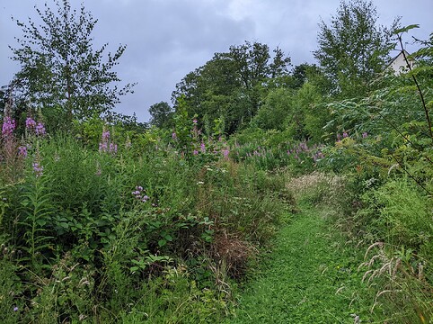 July 2025 - Growth in woodland from same position