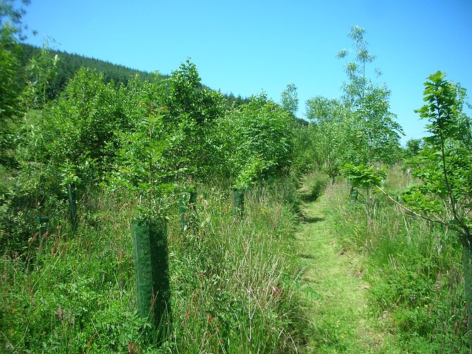 March Wood, June 2017